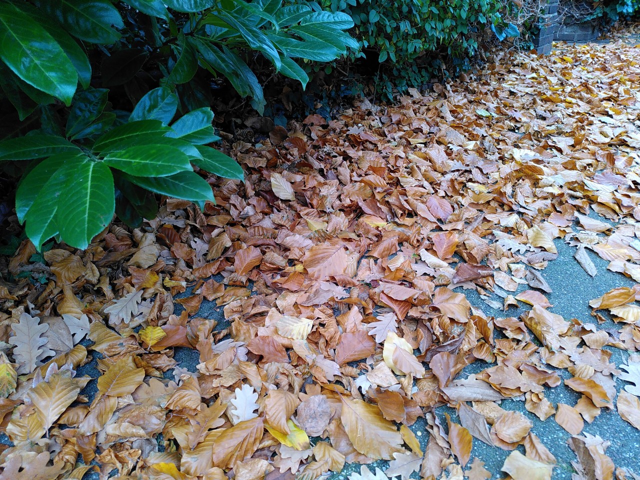 Herfstblaadjes